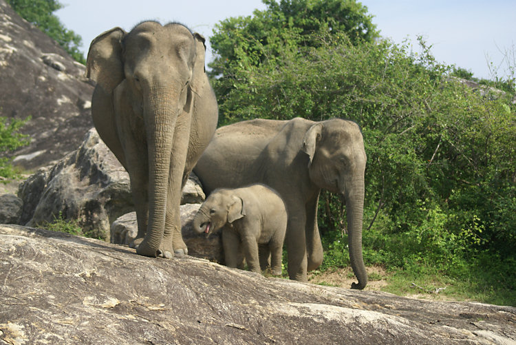 Asian Elephant family in Yala National Park Yala National Park Elephants