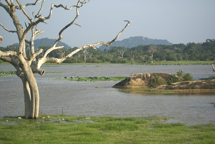 Yala National Park wet lands Yala National Park wetlands