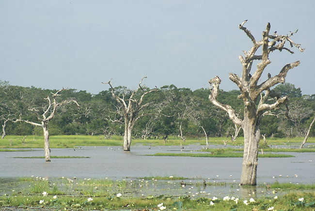 Yala National Park Lakes Yala National Park Lakes