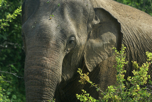 Asian Elephants in Yala (Ruhuna) National Park Safari Asian Elephants