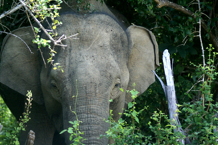 Asian Elephants at noon can be found sheltering from the sun under trees in Yala National Park Yala National Park Elephants