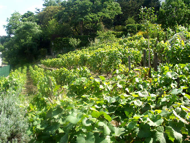 The Paris Montmartre Vineyard Wine production in Paris