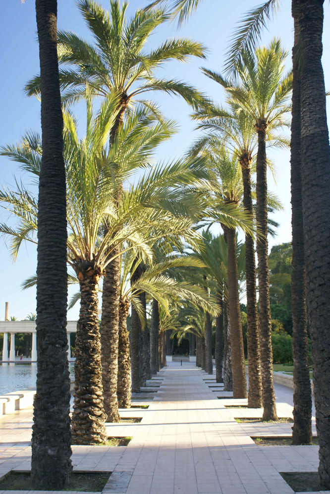 Palm tree avenue
