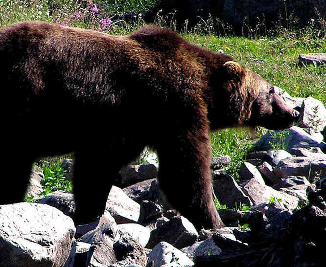 Grizzly Bear in West Yellowstone USA
