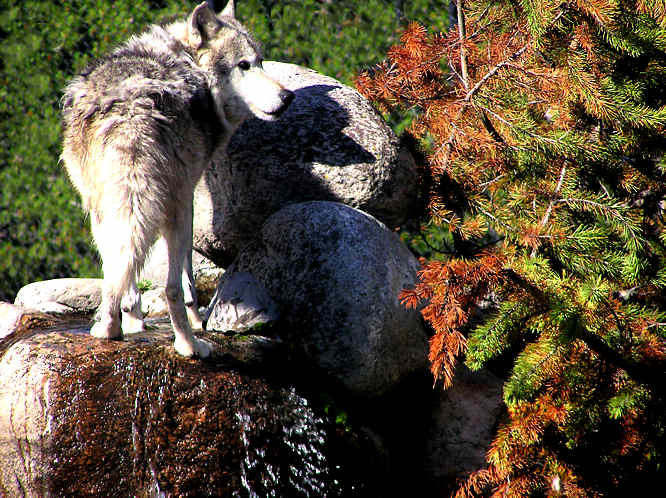 Grizzly & Wolf Discovery Center woolf