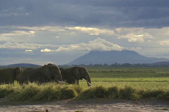 Elephant herds in Amboseli National Park and Kilimanjaro Elephant walking past Kilimanjaro
