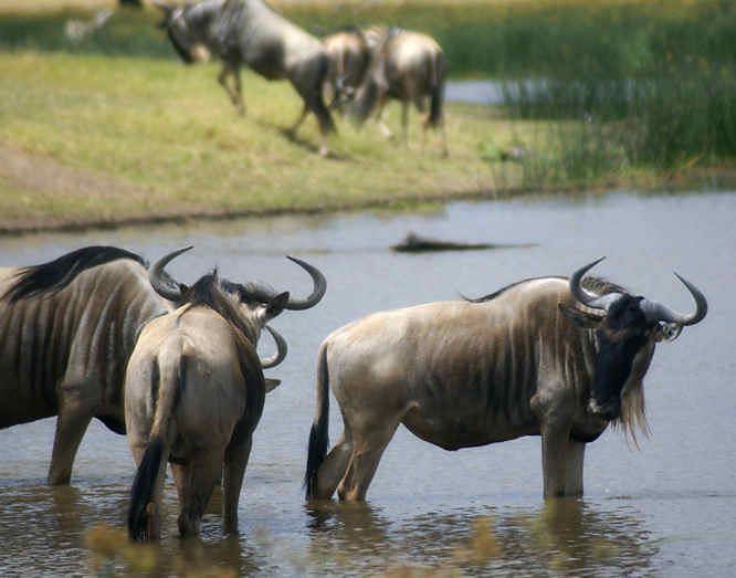 Wilderbeast herds in Amboseli National Park and Kilimanjaro Wilderbeast herds in Amboseli
