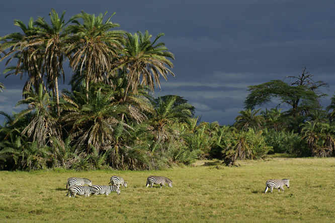 Zebra herds in Amboseli National Park and Kilimanjaro Zebra in Kenya