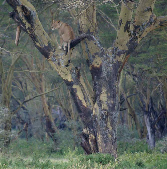 In Lake Nakuru National Park in Kenya a young lioness has climbed this yellow fever tree to look for her dinner. Lions up a tree