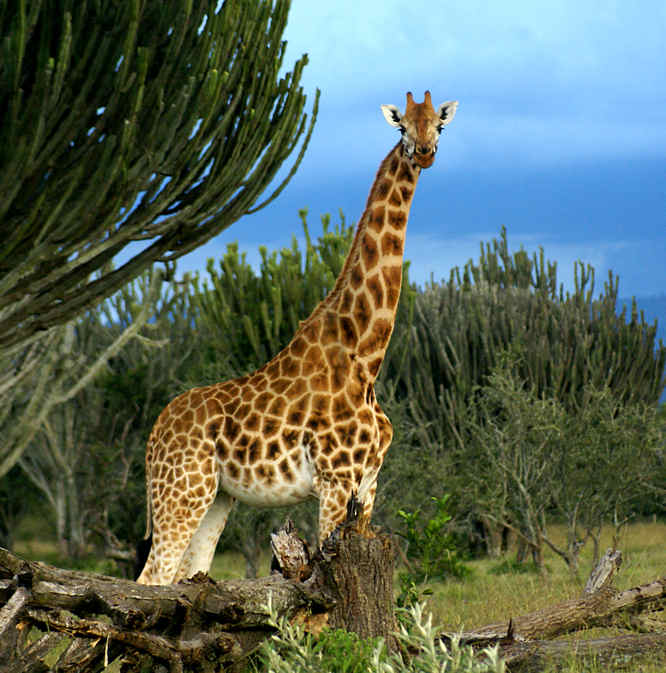 In Lake Nakuru National Park in Kenya you can see the rare Rothschild Giraffes in the wild Rothschild Giraffes