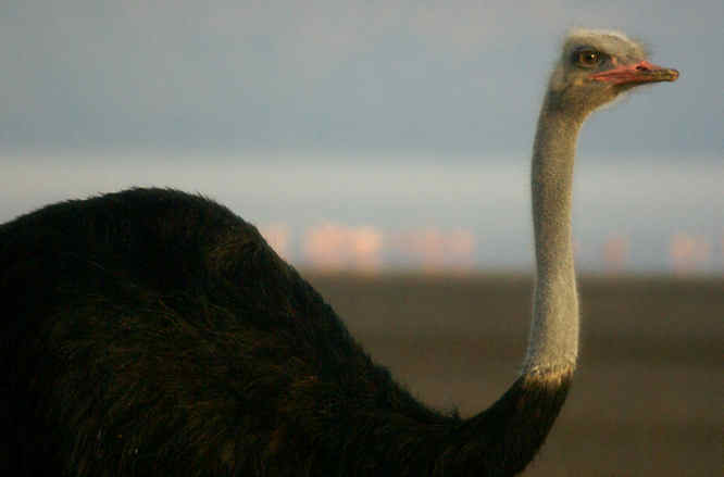 In Lake Nakuru National Park, Kenya there are a number of ostrich flocks ostrich in Kenya