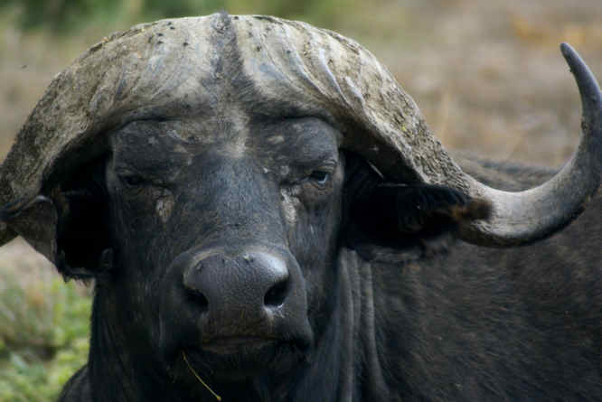 Water Buffalo