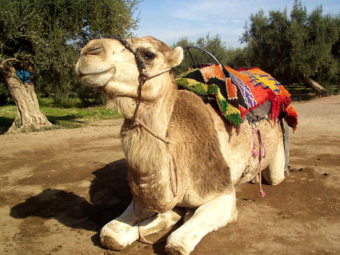 Marrakech camel rides - Morocco City Break Travel Guide Camel riding