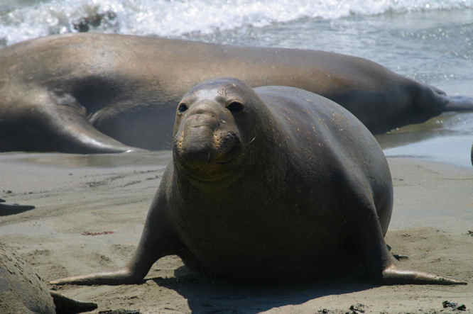 Elephant seals