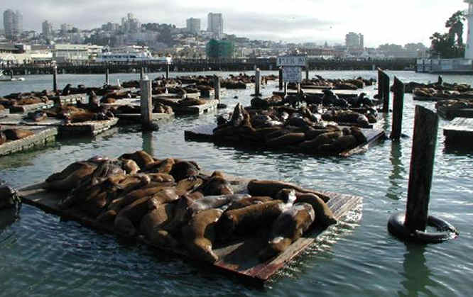 Fisherman's Wharf Pier 39 sealions - San Francisco City Travel Guide Fisherman's Wharf Pier 39 sea lions