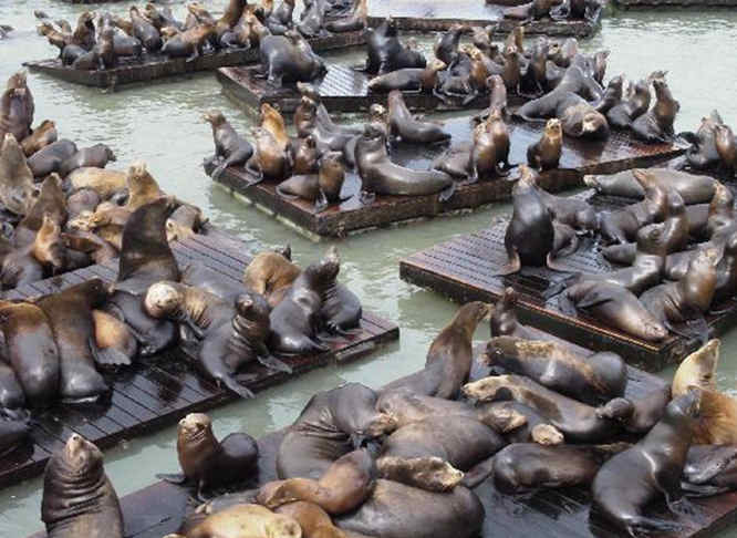 Fisherman's Wharf Pier 39 sea lion Fisherman's Wharf Pier 39 sealion