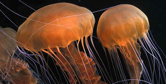 Californian Jelly Fish