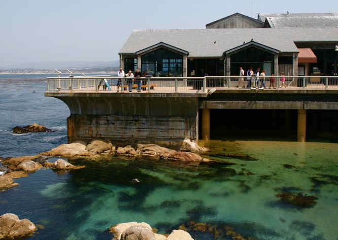 Monterey Bay Sea Aquarium Travel Guide