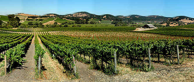 Napa Valley wine region