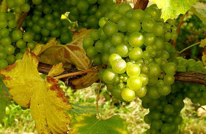 Napa Valley wine region