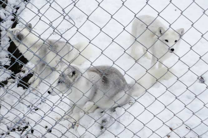 Photograph of an Arctic Fox taken at the Polar Zoo in Northern Norway near Tromso Arctic Fox