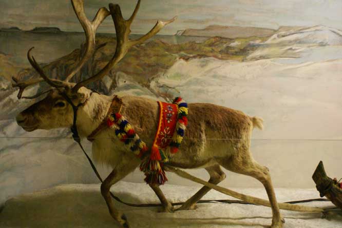 picture of reindeer in Sami harness at the Tromso University Museum reindeer
