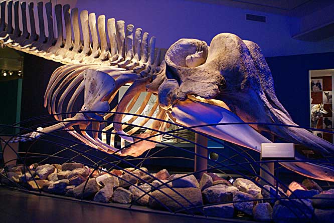 picture of a whale skeleton at the Tromso University museum Norway whale skeleton
