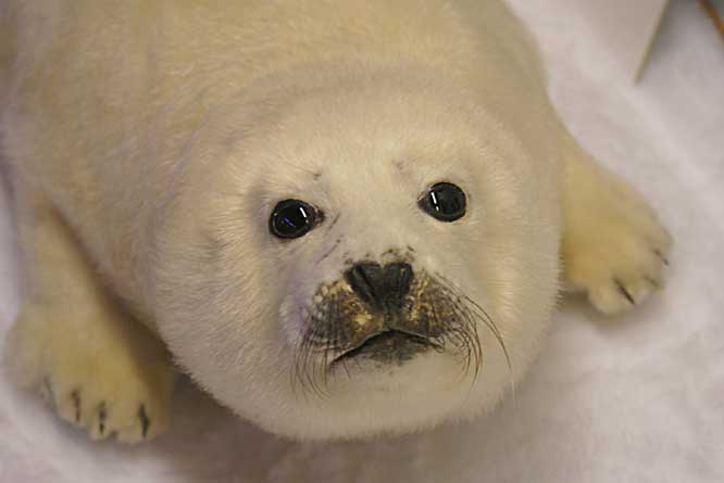 picture of a baby white fur seal cub taken in the Tromso Polar Museu aby white fur seal cub