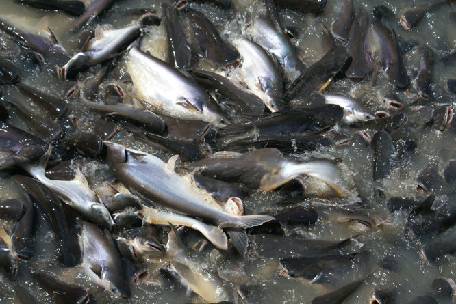 Bangkok Thailand Wat Rakhang Temple of the Bell catfish Catfish