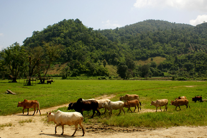At the Elephant nature park you can see herds of Asian cattle, water buffalo and packs of dogs mixing with the elephants in the jungle valley of northern thailand Elephant Orphanage near Chiang Mai