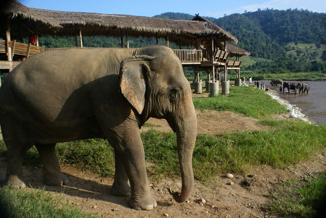 Photo taken at the Elephant Nature Park - Elephant Orphanage near Chiang Mai Elephant Nature Park