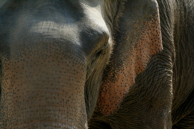 This is an older asian elephant who has been resuced by the Elephant Nature Park staff an older asian elephant