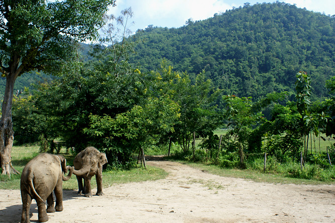 This is the path up to the jungle Thai mountains and the Elephant Nature Parks Elephant Haven Elephant Nature Parks Elephant Haven