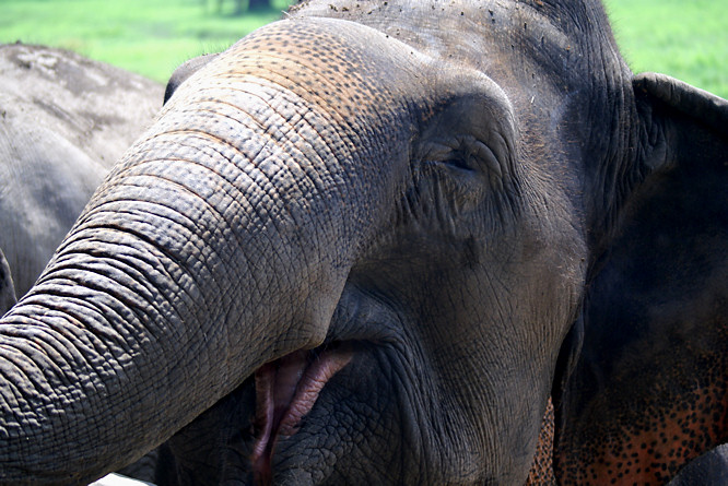 This elephant was resuced by the Elephant Nature Park after its previous owner made it blind. She has a sighted elephant friend who always looks after her. Elephant Nature Park