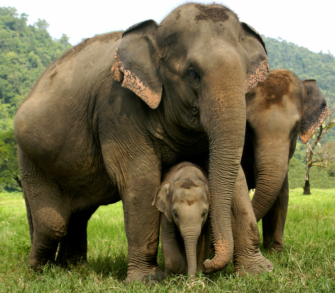 Photo taken at the Elephant Nature Park - Elephant Orphanage near Chiang Mai Elephant Orphanage near Chiang Mai