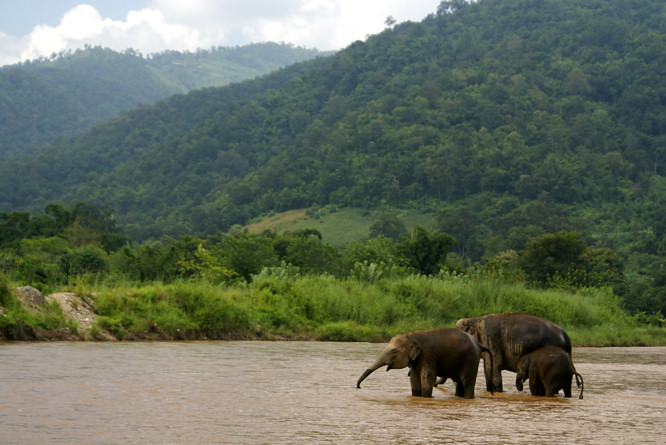 Photo taken at the Elephant Nature Park - Elephant Orphanage near Chiang Mai Elephant Orphanage near Chiang Mai