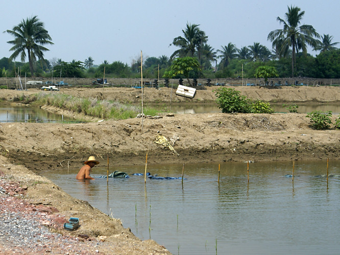 Damnoen Saduak Floating Market Bangkok Day Trip - shrimp farmer Bangkok shrimp farm