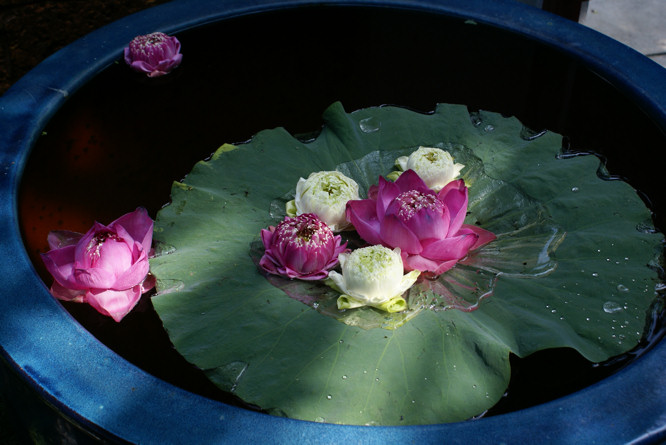 Jim Thompson House and garden Silk King of Bangkok
