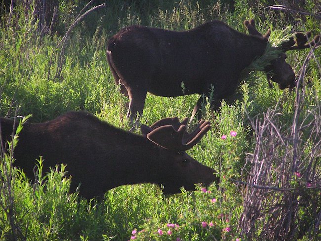 Moose in Grand Teton National Park