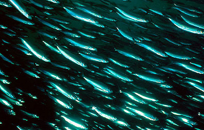 Shoal of herring
