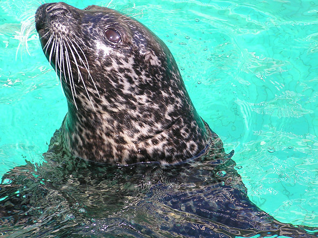 Harbour seals