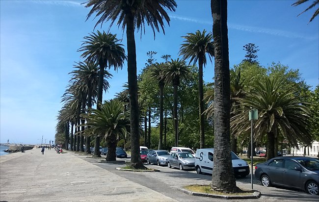 riverside promenade lined with palm trees