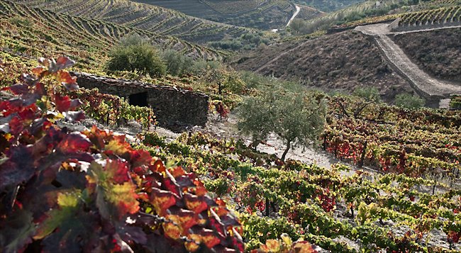 Douro Valley Vineyards in Autumn