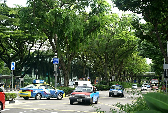 The tropical green avenue of Beach Road near Arab Street in Singapore Beach Road in the Arab Quarter Singapore