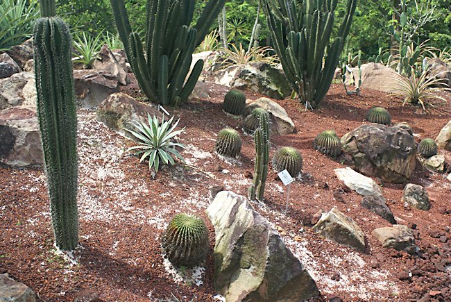 The cactus of the desert Garden in Singapore's Botanical Gardens Singapore's Botanical Gardens