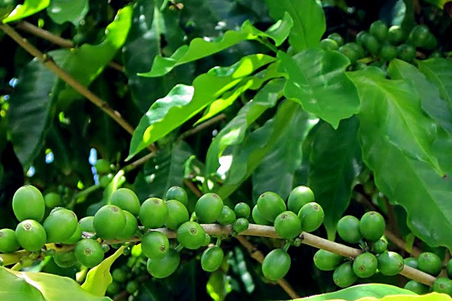 Coffee berries on a coffee bush in the Colonial Gardenin in Singapore's Gardens by the Bay Coffee