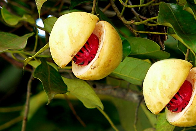 nutmeg ready to pick in the colonial garden in Singapore's Gardens by the Bay nutmeg