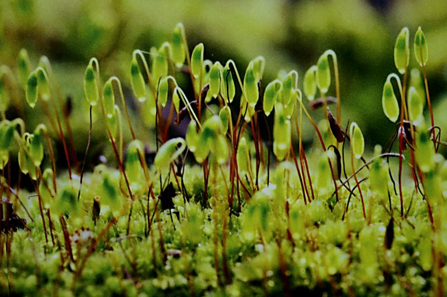 findout about Liverworts in the Discovery Garden in Singapore's Gardens by the bay Singapore's Discovery Garden