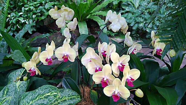 National Orchid Garden