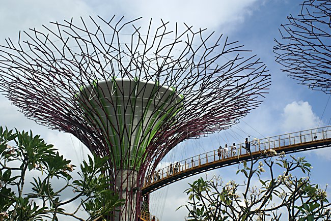 The Supertrees Grove skywalk in Gardens by the Bay in Singapore Supertree grove Skywalk